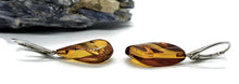 Load image into Gallery viewer, Baltic Amber Earrings, Pear Shaped, 50 million years old, Sterling Silver, Fossilized