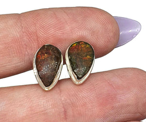 Ammolite Stud Earrings, Sterling Silver, Pear Shaped, Fossilized Shells of Ammonites - GemzAustralia 